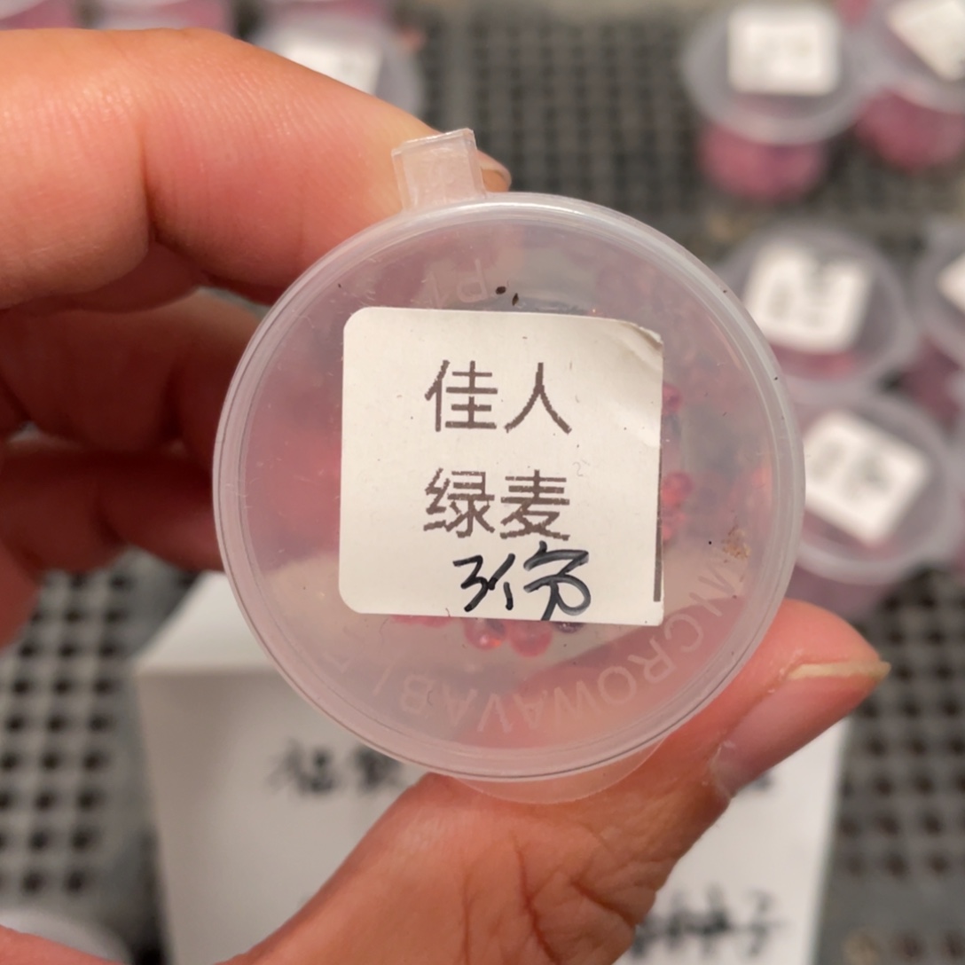 佳人✖️绿麦秆20粒，新品推荐