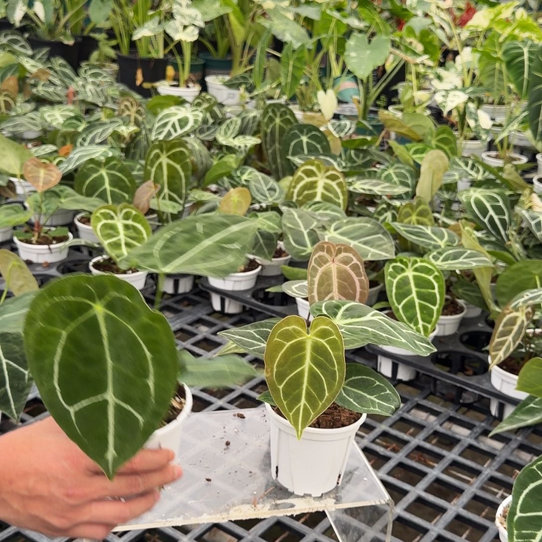 完全开放F958无售后