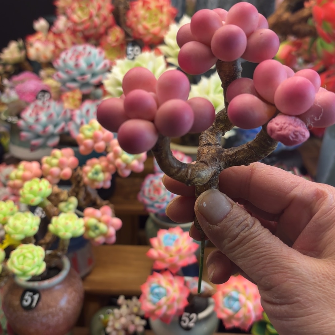 树脂粘土仿真多肉 桃蛋 3头