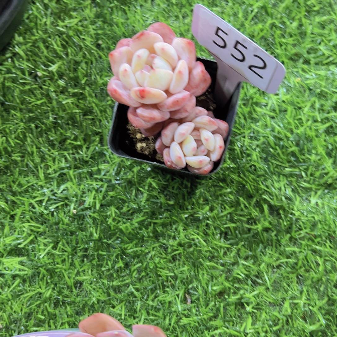 @***雨552小双头10。。。。