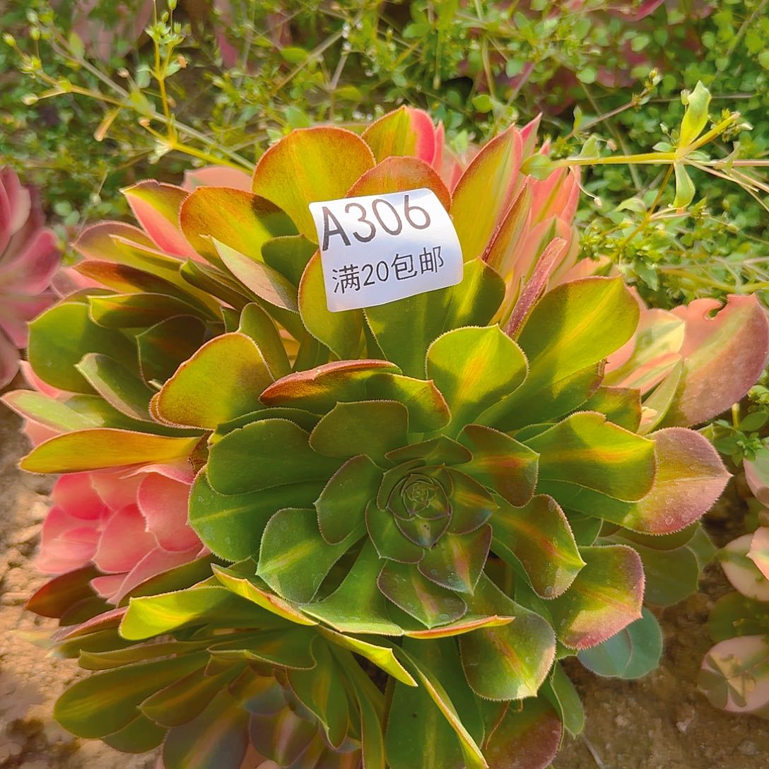 香妃大花脸一物一拍