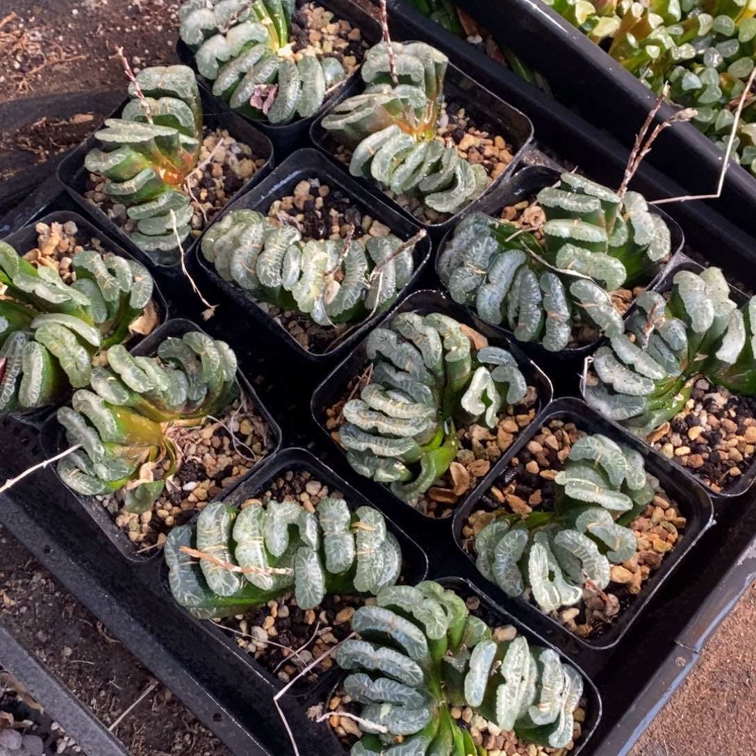 2534 一颗周正大玉扇 一颗优选实生超大冰灯玉露  圣诞整点福利