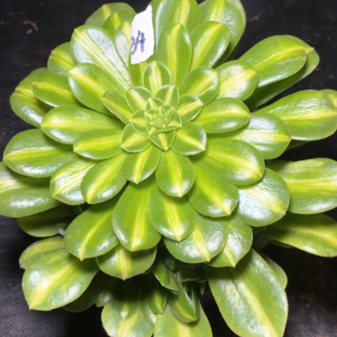 【闪购商品】34翡翠琉璃多肉法师