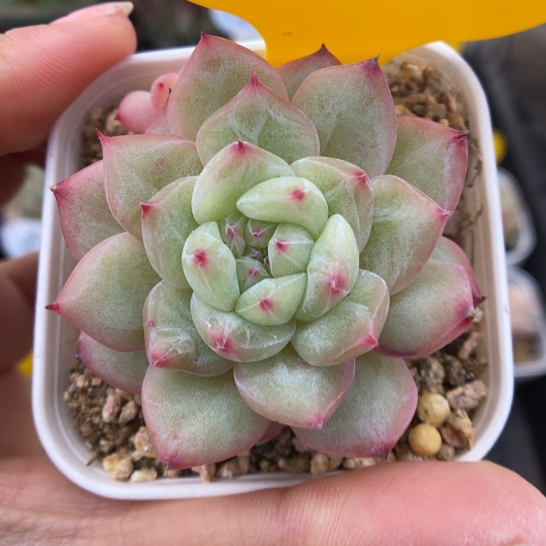 寒绯可拍5554号。     