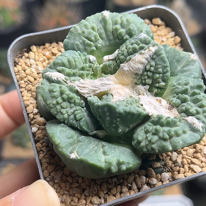 哥斯拉牡丹大波浪叶实生苗自根牡丹6.3公分