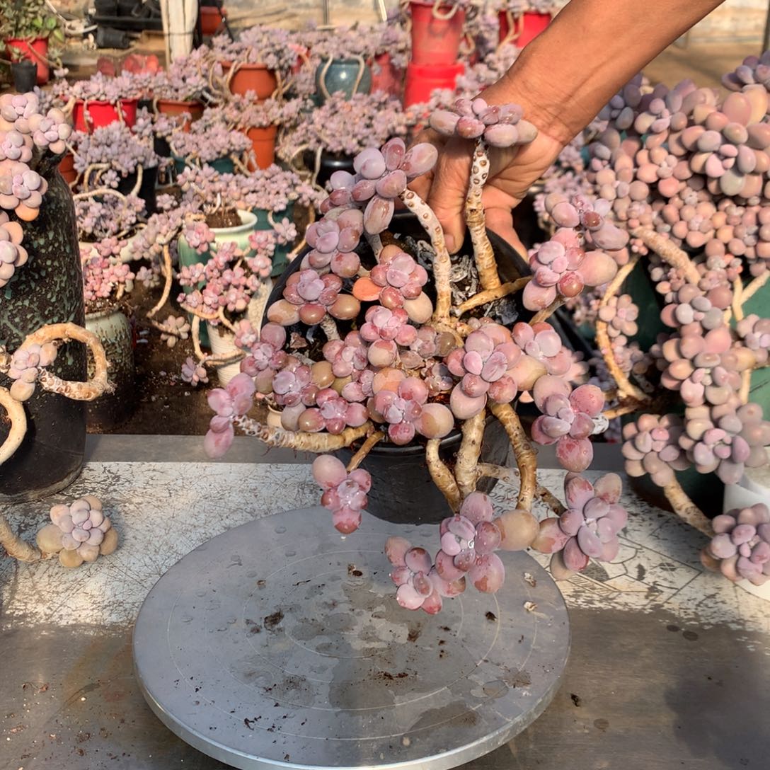 桃蛋整颗有砍福利不带盆14号