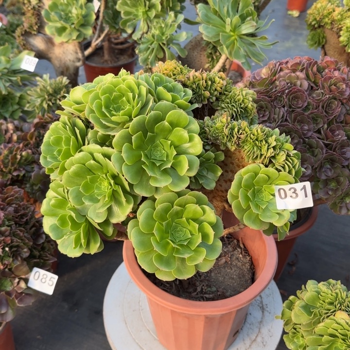 大***姐多肉植物绿羊绒缀031