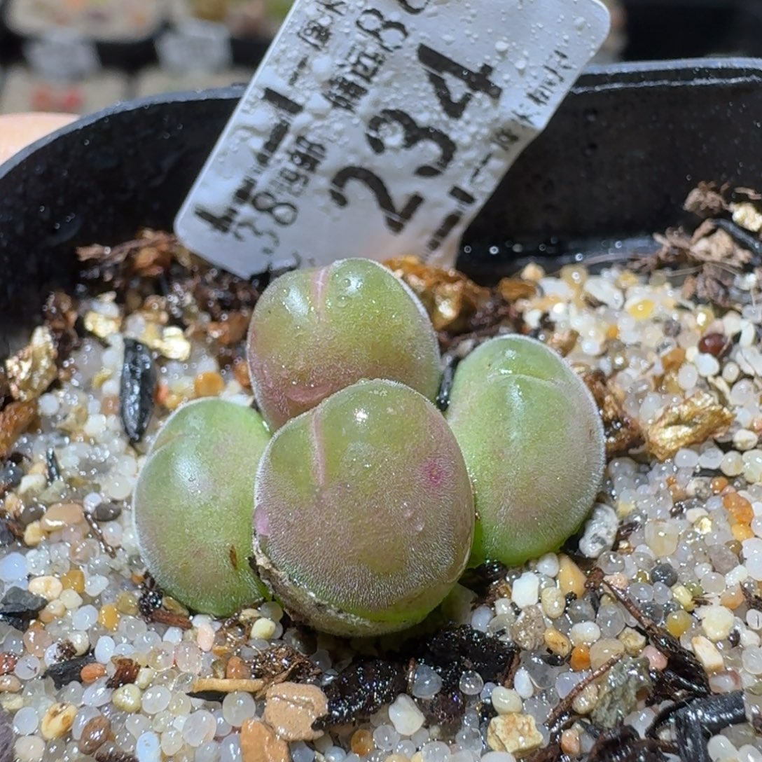 Sss精品清仓款234长毛