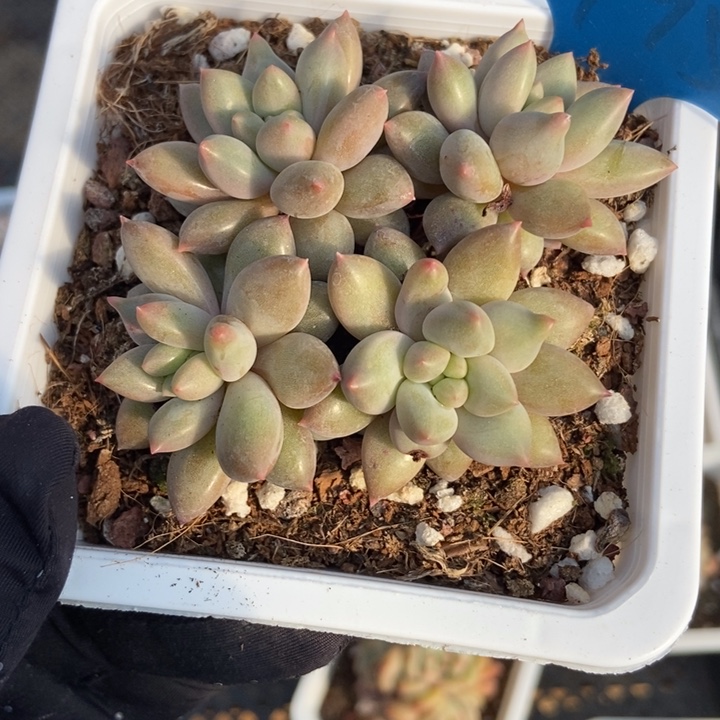 795车厘子多肉植物保护