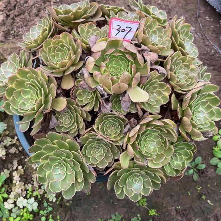 307半夏多肉植物法师