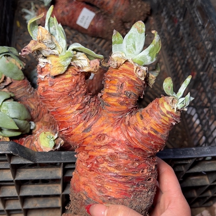 201三头塞哈哈哈哈哈哈哈