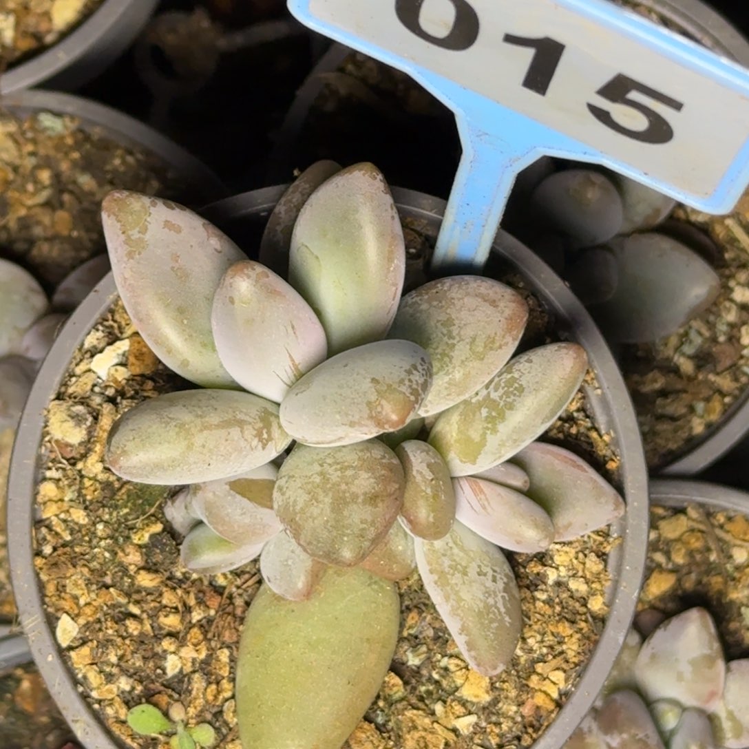 多肉植物企鹅群015