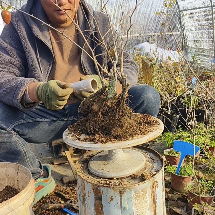 静***深完全开放老鸦柿嫁接苗5