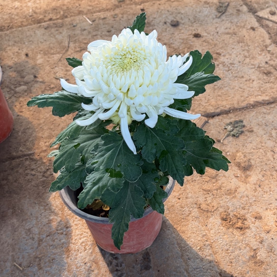 完全开放独头白国华原盆