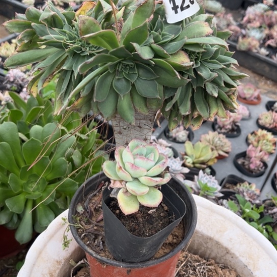 429两个多肉不包断枝