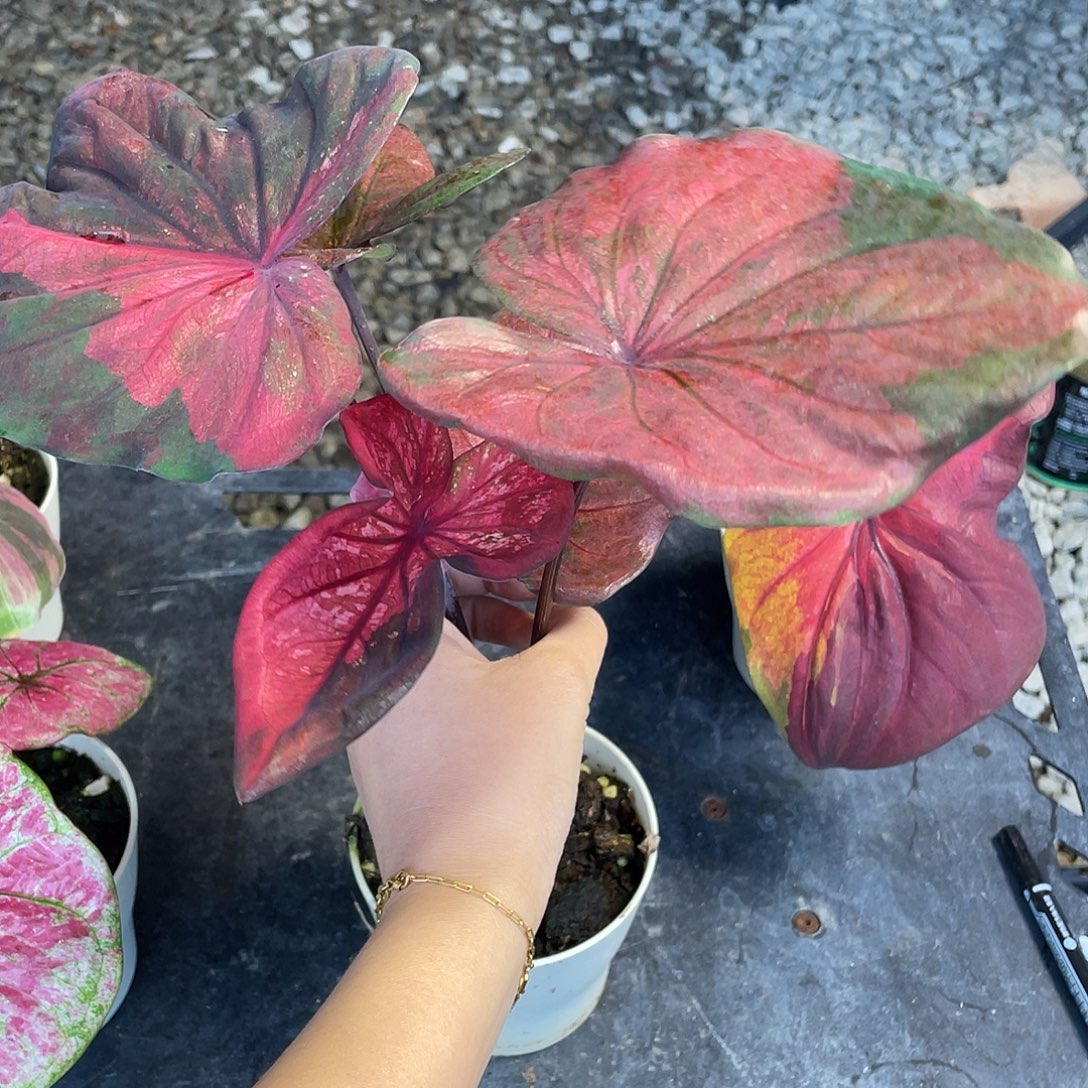 完全开放大漂亮养定发货