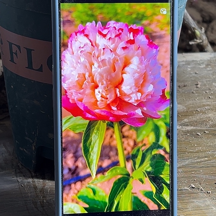 完全开放多色5颗1111