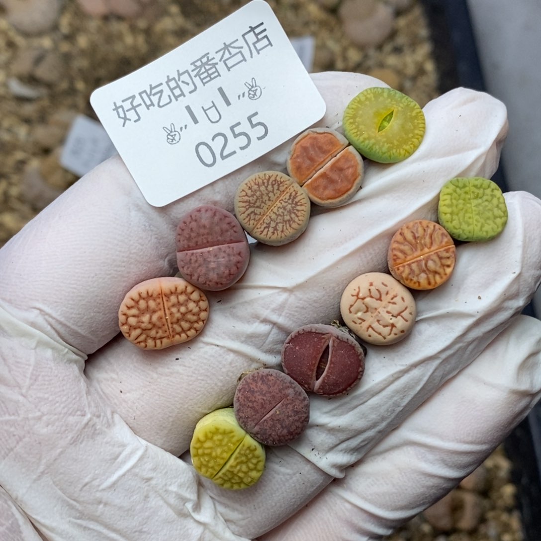 0255。零下拍保温。