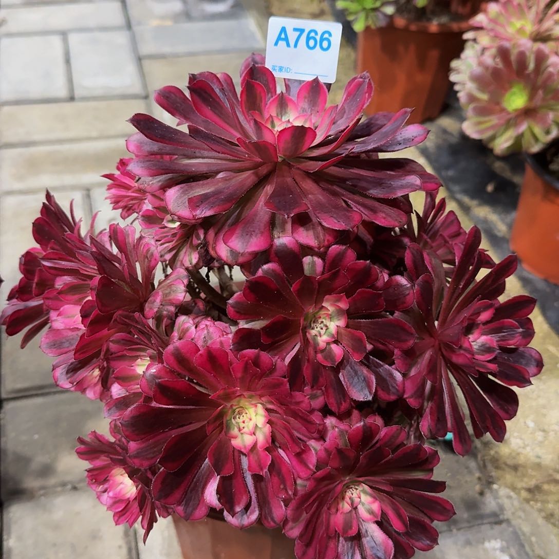 全部花朵766红铜白333冠服25.6