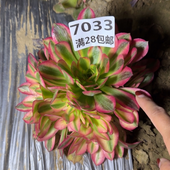 7033一号棚洛神多肉F