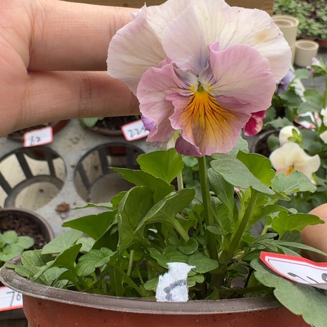 大部分花苞少量开放228