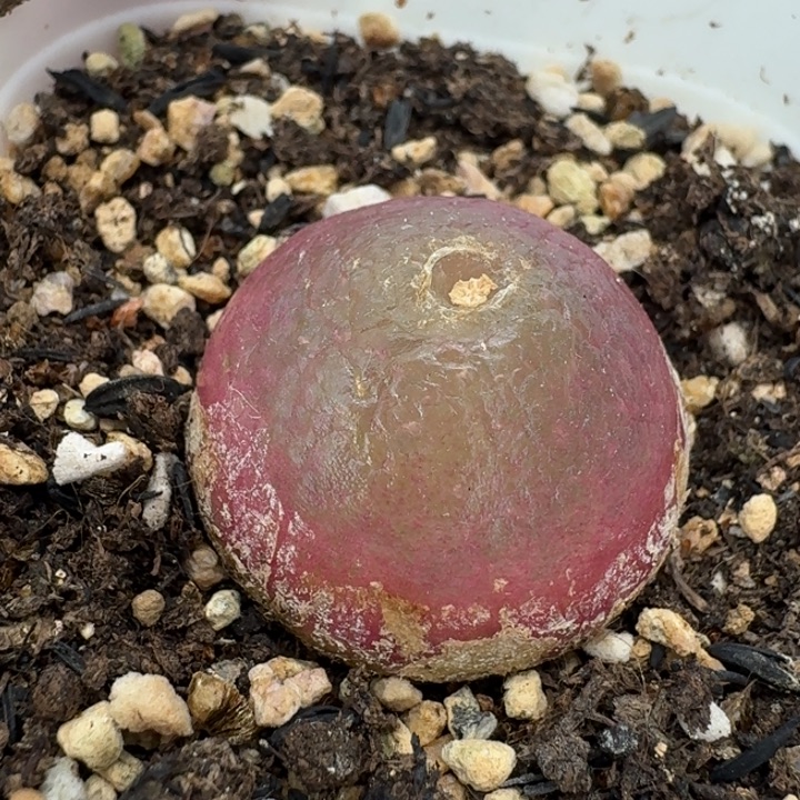 老马生石花2.7灯泡2831