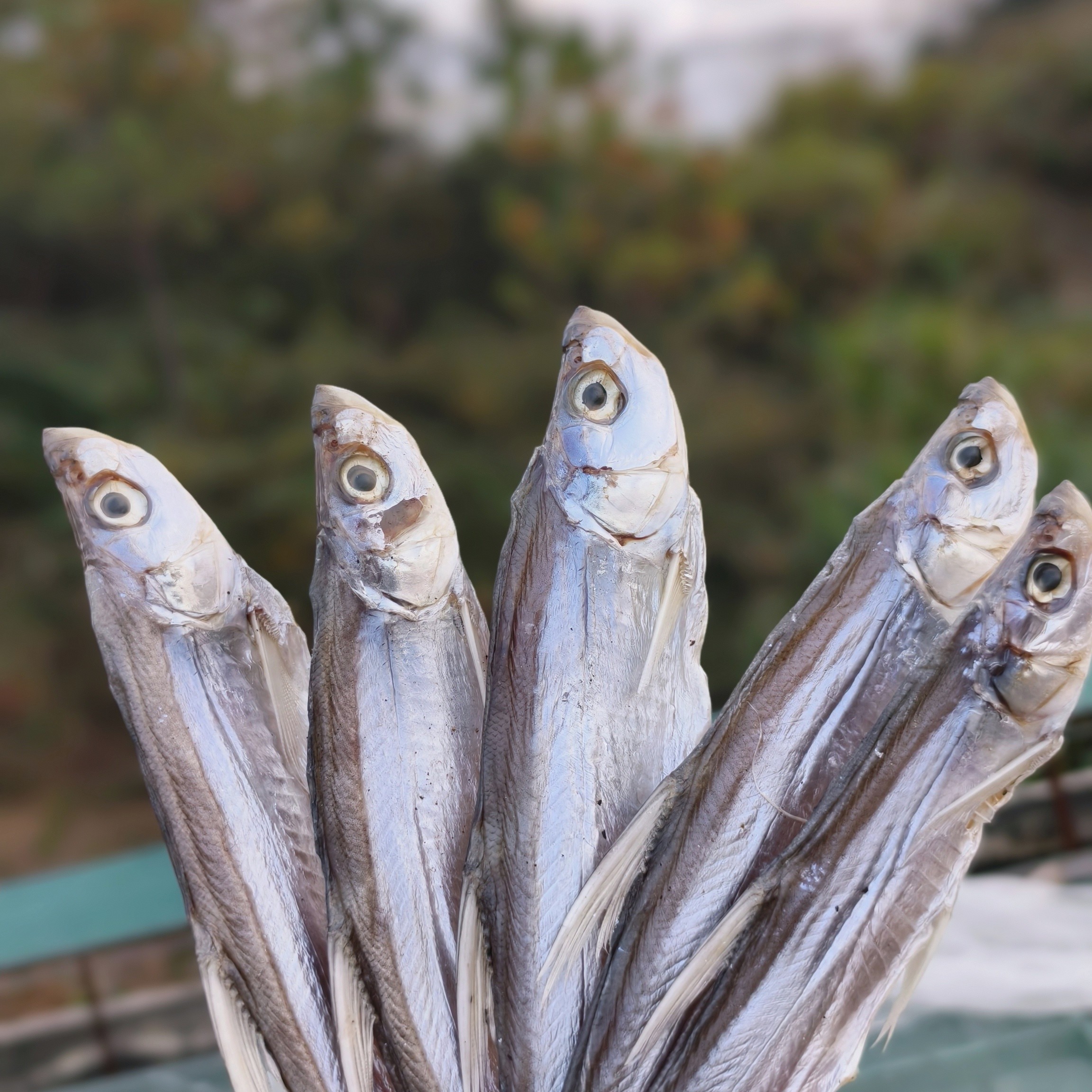 安徽省宣城市南漪湖阳干开肚参条子（白鱼）500g鱼干干鱼小鱼干咸鱼