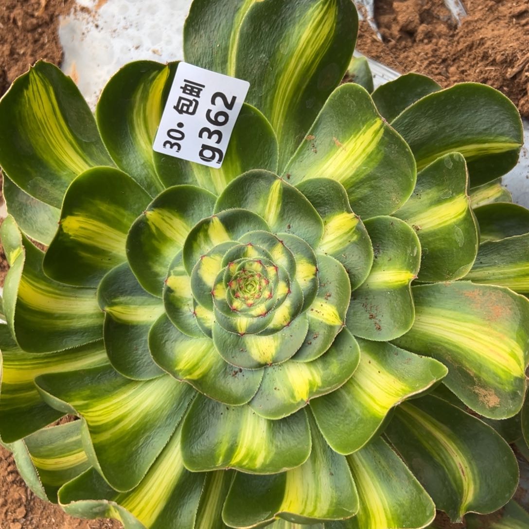 362暴君多肉法师