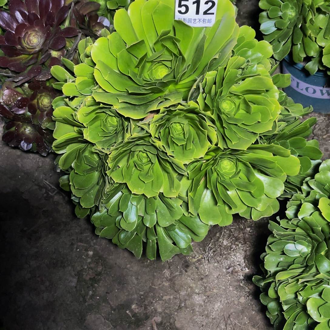 法师法师13-1包邮法师