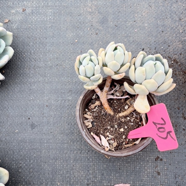 晨语多网一物一拍205