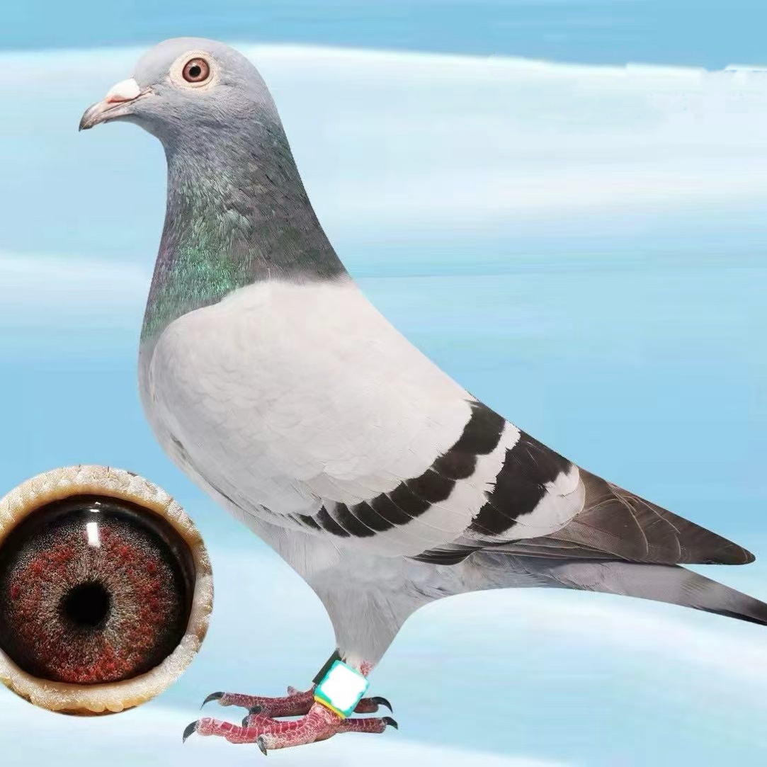 A1鸽子直播间专用链接（一物一拍）