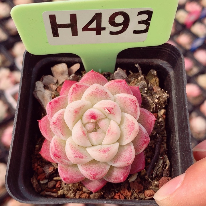 麦秆5cm多肉植物