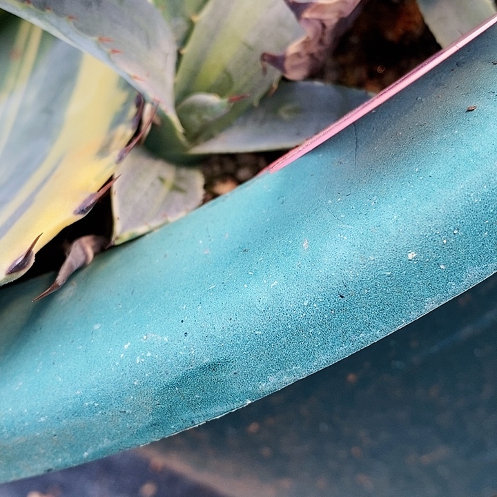 多肉植物龙蛇兰植物