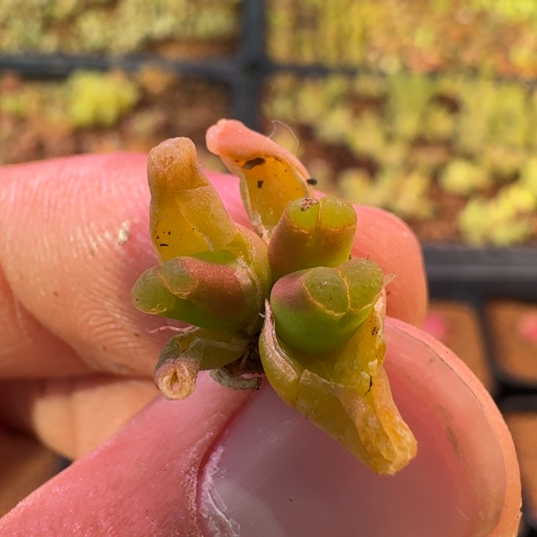 云缦精品番杏19.26