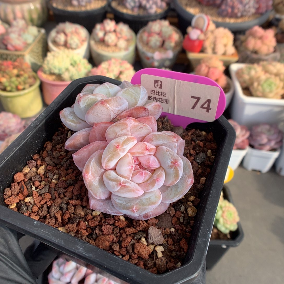 74 石榴籽粉星影多肉