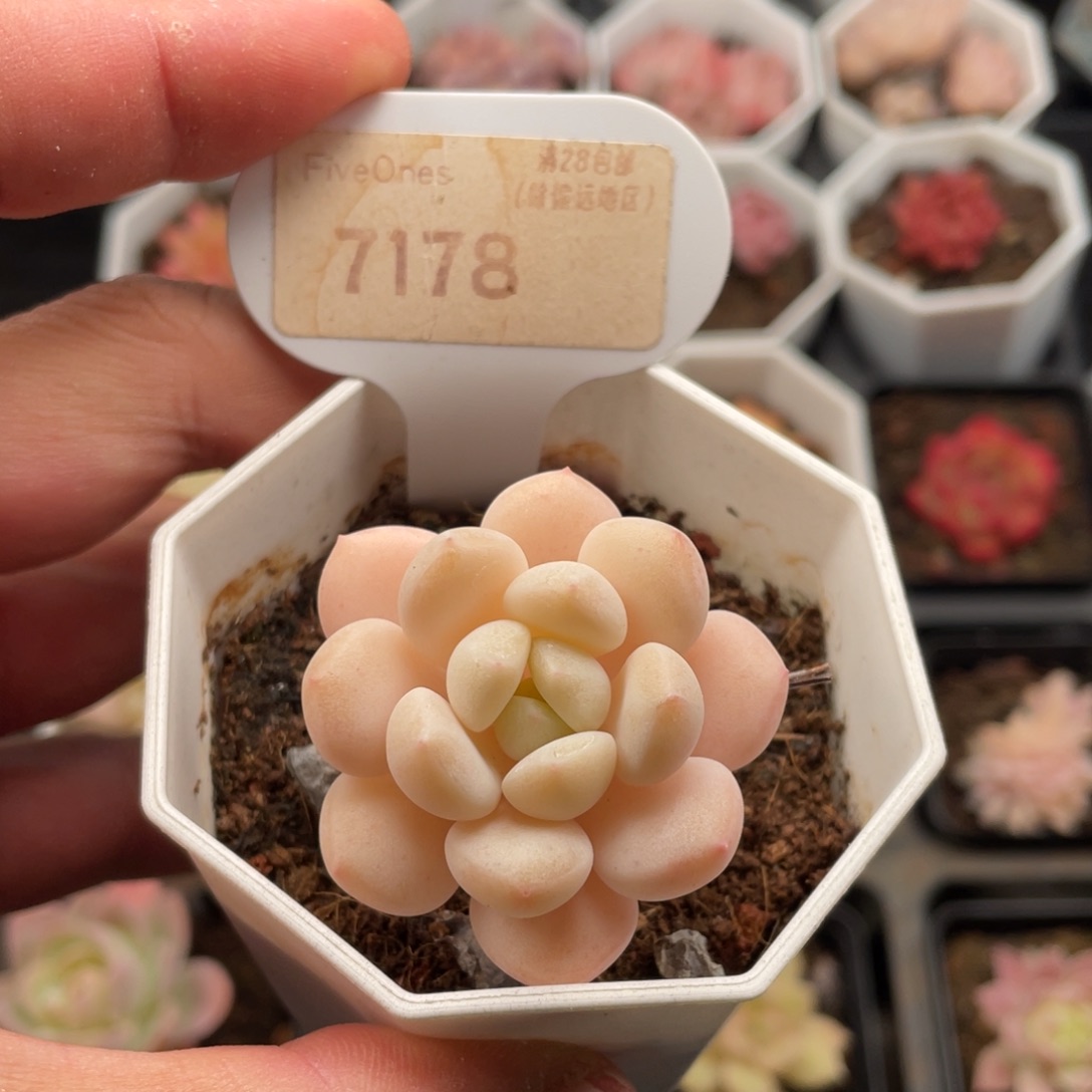 玉如意7178-4厘米