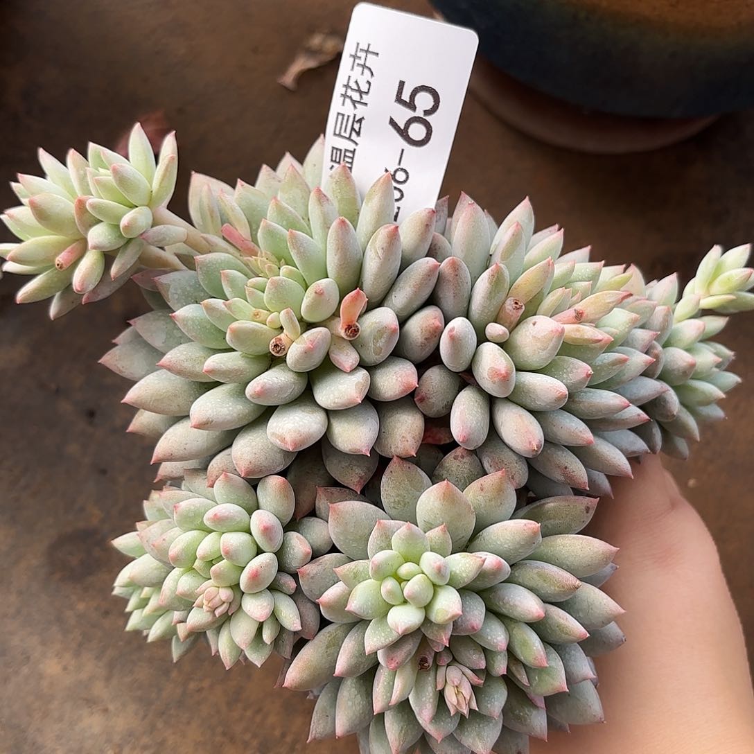 同温层多肉明珠美人65