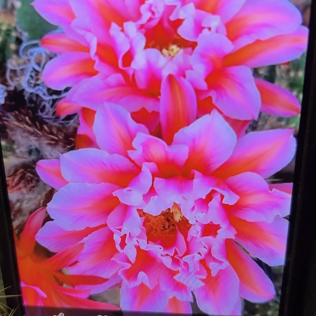 城堡毛侧牙20包邮仙人球34