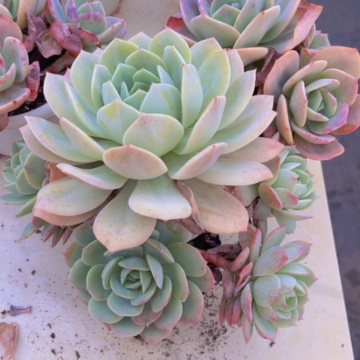 【闪购商品】恋曲16137