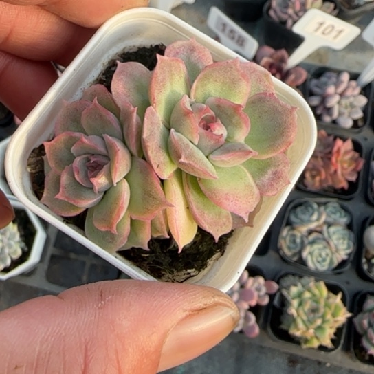 112虾饺多肉植物多