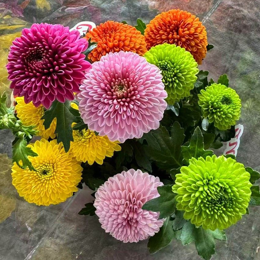 多色乒乓菊 四季长开 带花发货