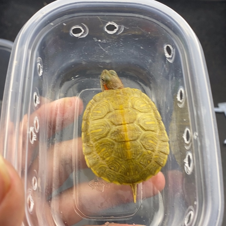 巴西彩龟母66666666