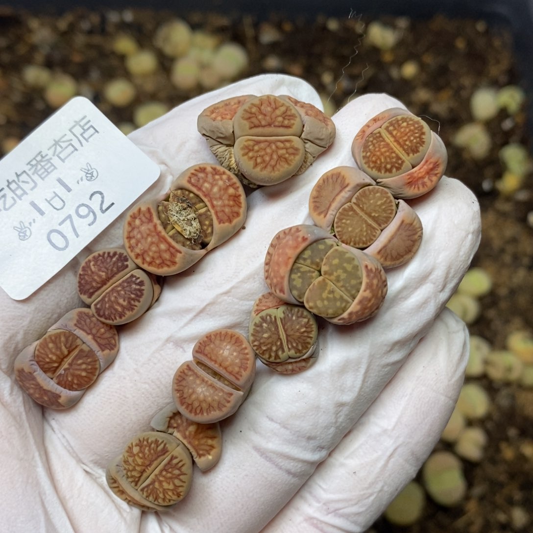 0792。零下拍保温。