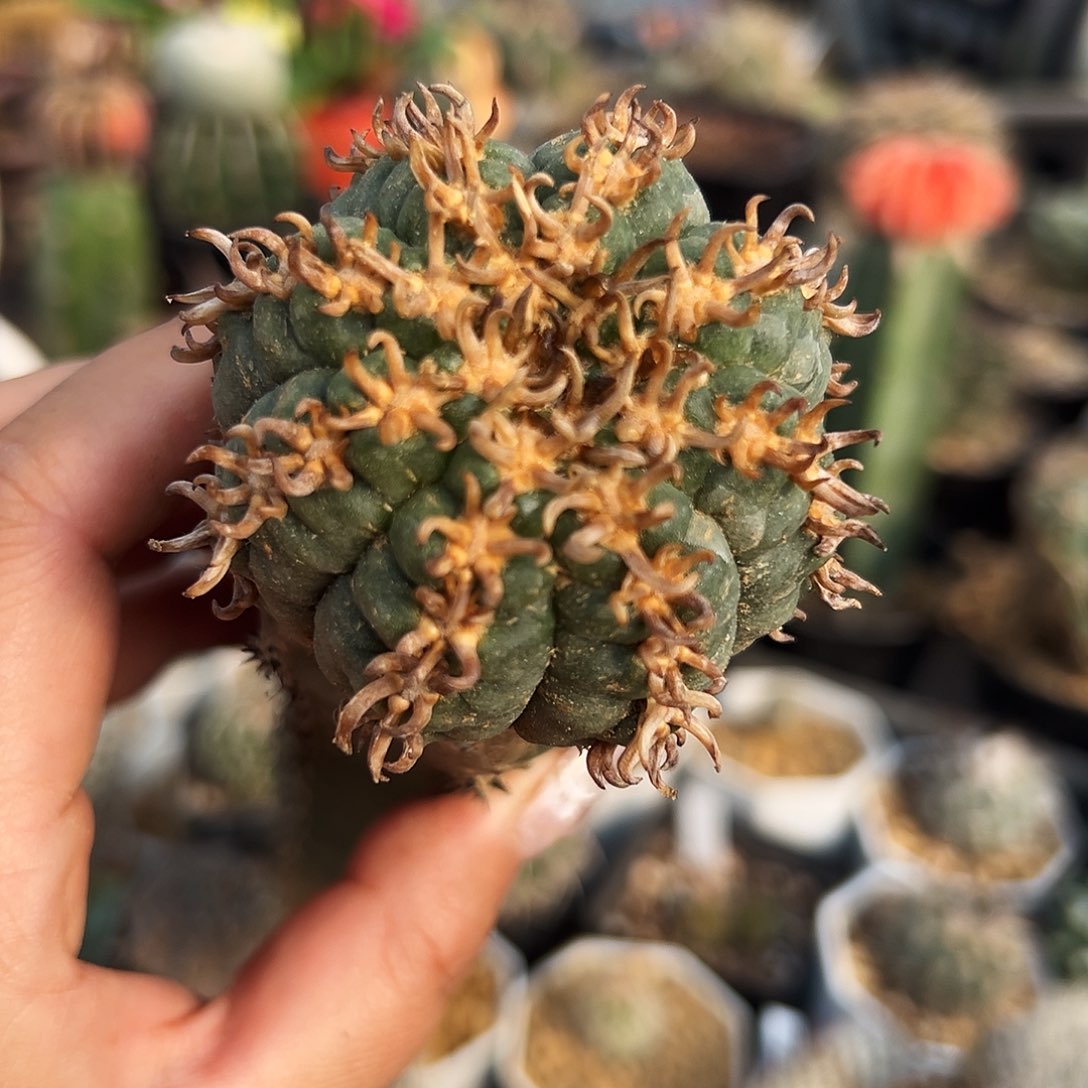 天平猫爪仙人球11111111