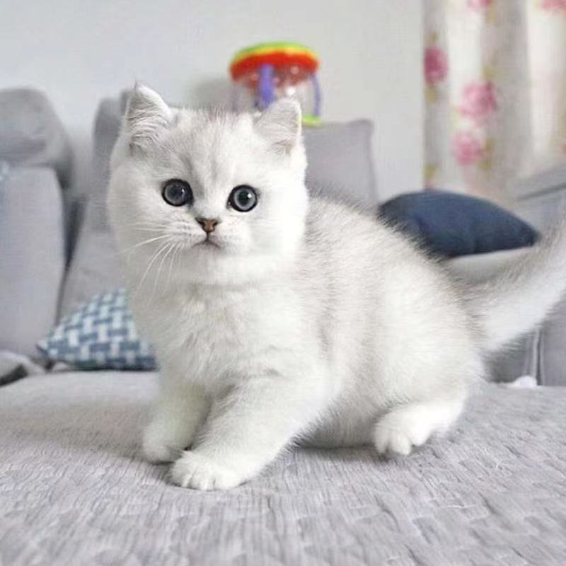 英短银渐层宠物猫小猫咪便宜猫活物真猫英国短毛猫包子脸幼猫家养