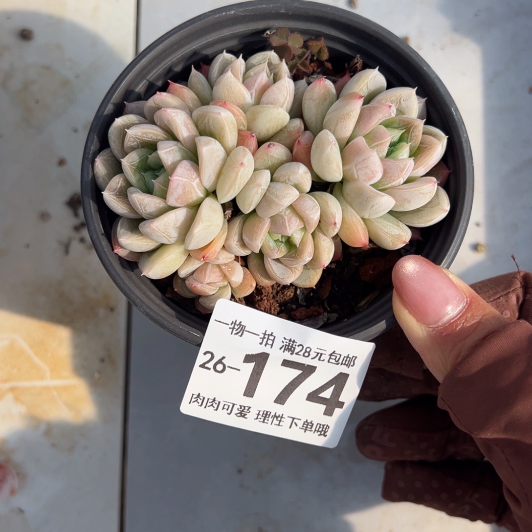 艾莎多肉多肉多肉多