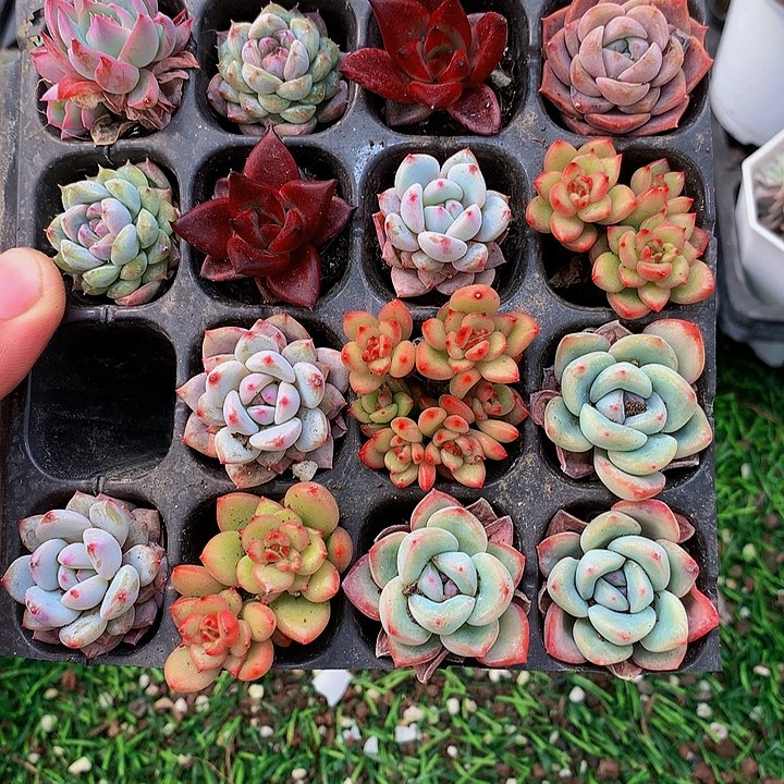 多肉拼盘20颗专拍链接