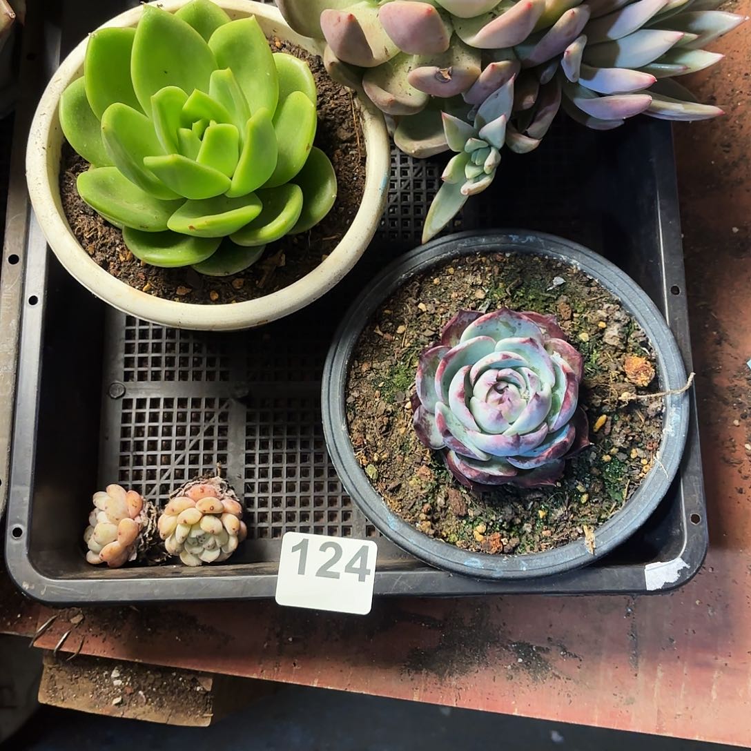 多肉植物宽拍124号