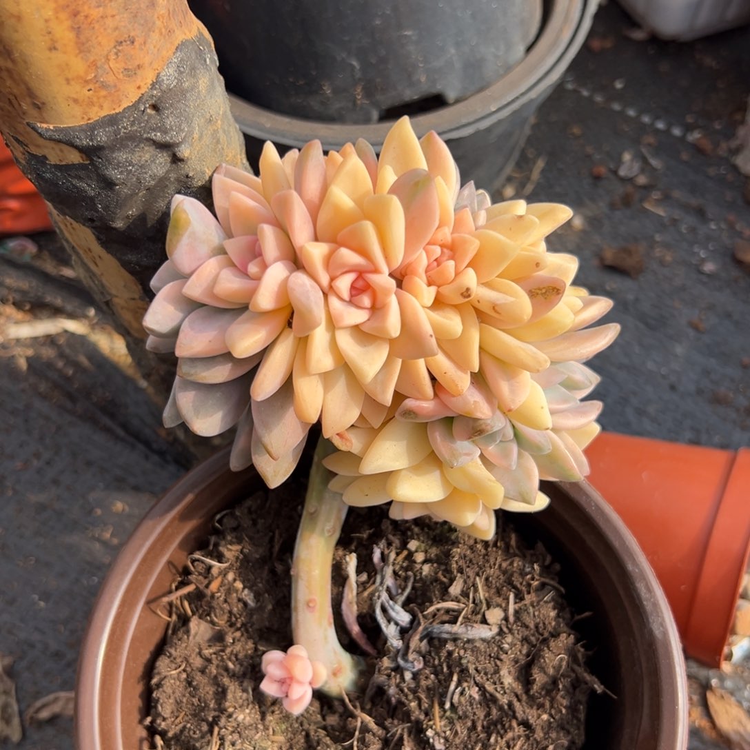 多肉淡雪锦缀【非偏远地区满18包邮】