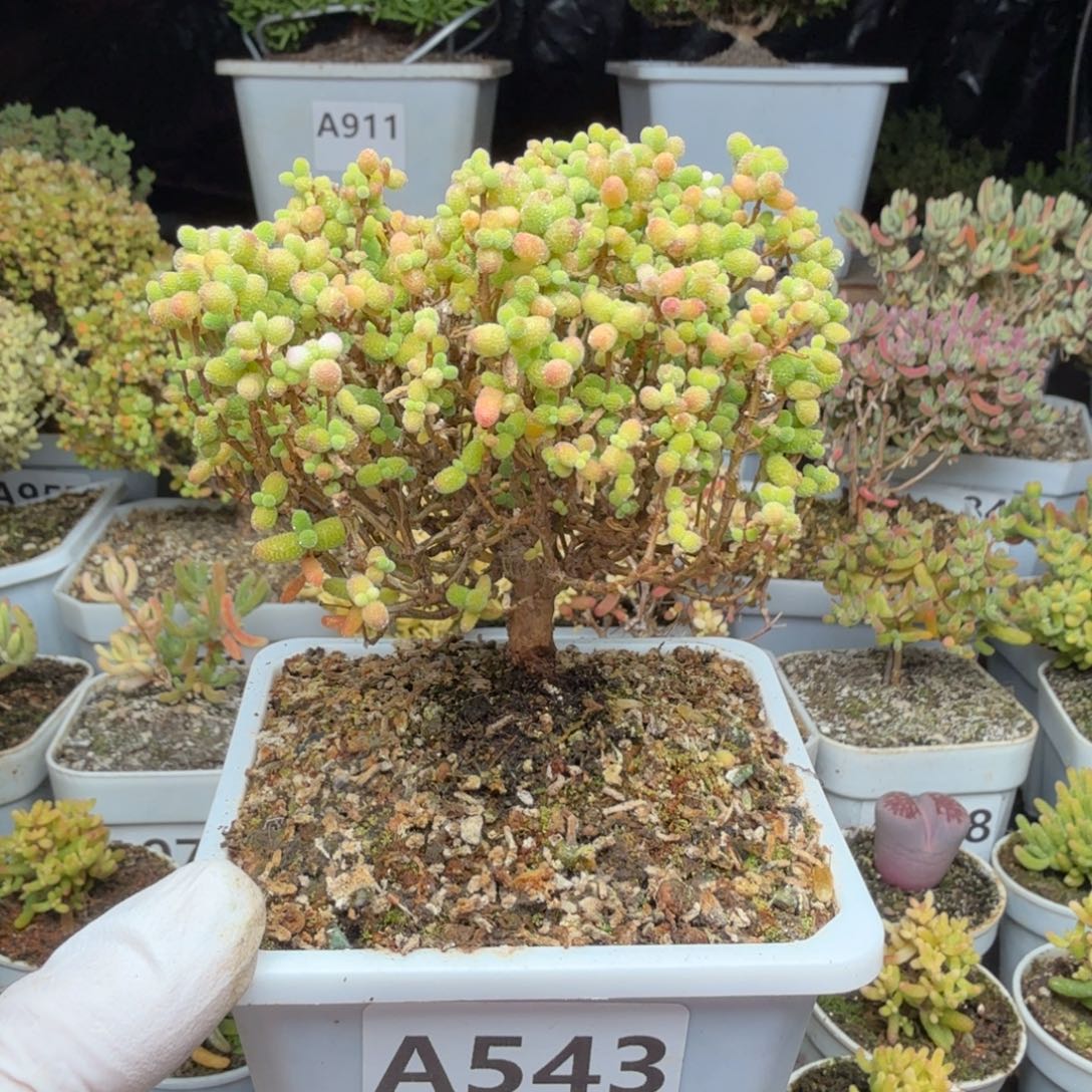 A543金桔整点半价福利